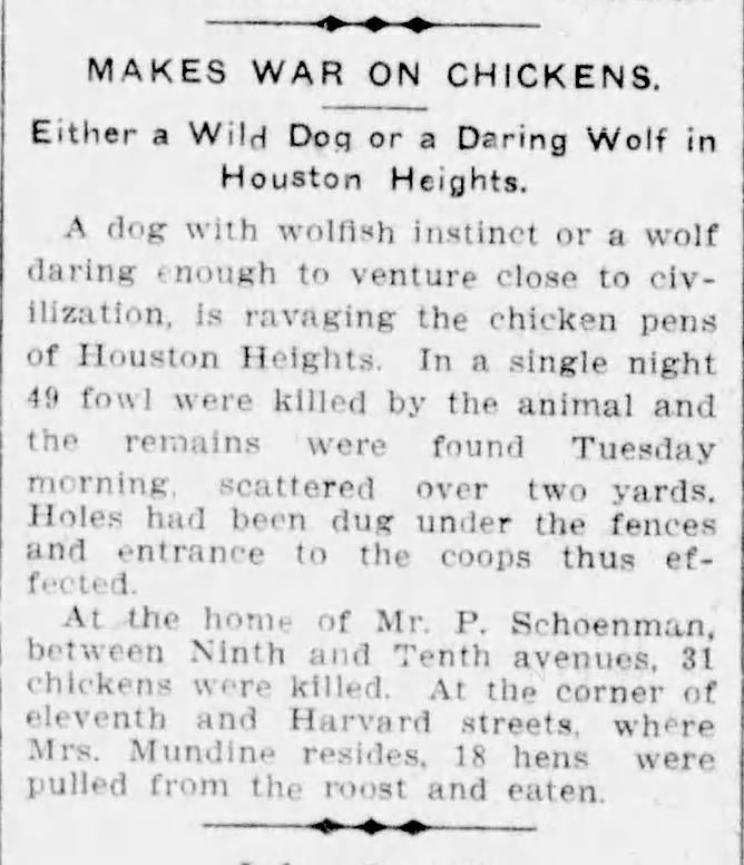 Newspaper clipping, Houston Chronicle, September 1, 1908: Makes War on Chickens, either a wild dog or a daring wolf in Houston Heights